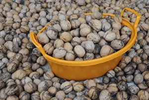 Walnut Photography Drucke: Walnuts in orange plastic basin and around it