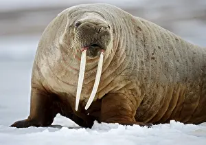 Drucke von Ein Walross auf der Insel Svalbard, umgeben von eisigen Landschaften und dem kalten Nordmeer Walross Drucke: Walrosl in Svalbard