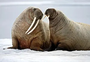 Drucke von Walrüsen in Svalbard: Diese majestätischen Tiere haben ihr Zuhause an der Arktis gefunden, wo sie sich im eiskalten Wasser aufhalten und nach Nahrung suchen Walross Drucke: Walrosse an Svalbard
