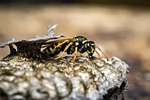 Close Up Insect Images Drucke: A wasp crawling over a structured nest