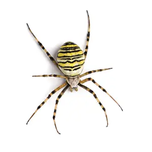 Drucke von Spinne der Wespenspinne von oben gesehen, Argiope bruennichi, isoliert auf weiß Weberknecht Drucke: Spinne der Wespenspinne von oben gesehen.