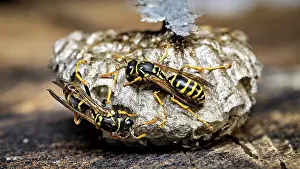 Macro Insect Photography Drucke: Two wasps on a complex, structured nest highlight the insects activity