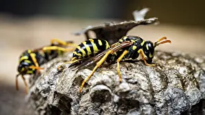 Close Up Nature Photos Drucke: Two wasps on a nest