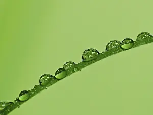 Raindrop Images Drucke: Water drop