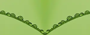 Water Drop Drucke: Water drop