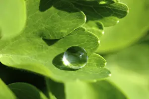 Close Up Plant Detail Drucke: Water drop on leaf
