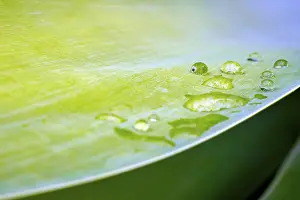 Morning Dew Drops Drucke: Water droplets on leaf