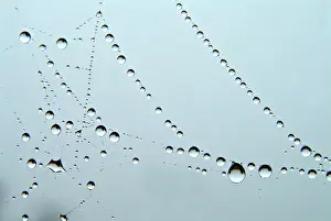 Spider Web Macro Drucke: Water drops on a cobweb