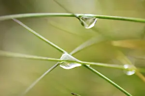 Closeup Macro Photography Drucke: Water drops at grass
