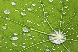 Deserted Plant Scene Drucke: Water drops on leaf - macro detail