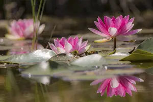 Nymphaea Blossom Drucke: Water lilies (Nymphaea), reflection