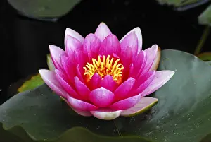 Water Lily Close Up Drucke: Water lily