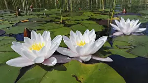 Northern Germany Wetland Landscape Drucke: Water lily (Nymphaea), floating leaf zone