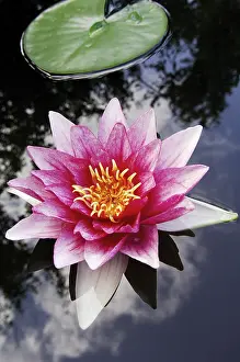 Water Lily Plant Drucke: Water lily Nymphaea spec