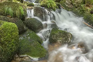 Deserted Forest Water Scene Drucke: Water in a stream flows across moss-covered rocks