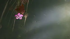 Atmospheric Landscape Photo Drucke: Water strider (cursor aquaticus)