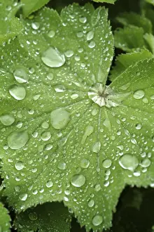 Dripping Water Effect Drucke: Waterdrop on leaf