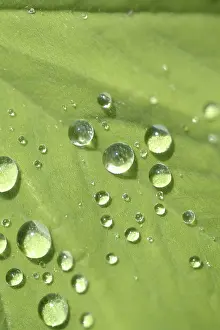 Open Air Atmosphere Drucke: Waterdrop on leaf