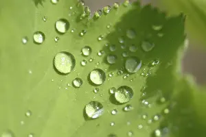 Dewy Morning Atmosphere Drucke: Waterdrop on leaf