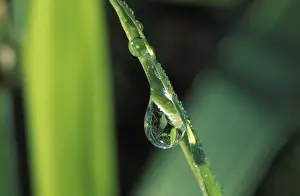 Macro Photography Of Dew Drops Drucke: Waterdrops on blade of grass