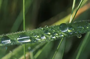 Dew Drop Macro Shot Drucke: Waterdrops on blade of grass