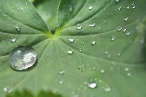 Macro Leaf Photography Drucke: Waterdrops on a leaf