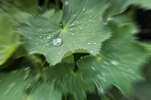 Deserted Daytime Plant Life Drucke: Waterdrops on a leaf