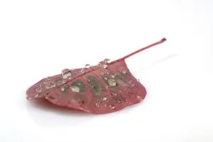 Leaf Vein Structure Drucke: Waterdrops on a leaf