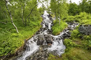 Deserted Norwegian Countryside Drucke: Waterfall in forest between birch trees