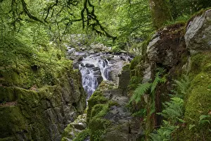 Scotland Waterfall Drucke: Waterfall, Forest, The Hermitage