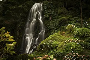 Uninhabited Waterfront Scenery Drucke: Waterfall, in front Hortensias (Hydrangea)