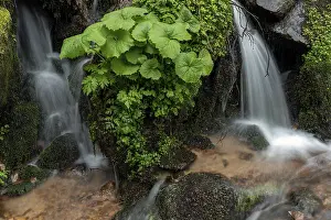 Vosges Mountain Scenery Drucke: Waterfall in a mountain forest at springtime