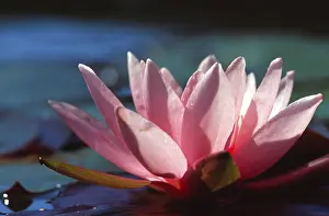 Aquatic Plant Species Drucke: Waterlilly
