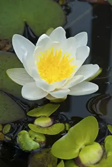 Drucke von Wasserschilf (Nymphaea) Nymphaea Drucke: Wasserschwanze (Nymphenia)