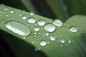 Colorful Water Droplets Drucke: Waterperls on a leaf