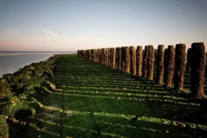 Deserted Dutch Coast Drucke: wave-breaker
