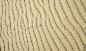 Deserted Coastal Area Image Drucke: Wave pattern and traces of a bird in light sand