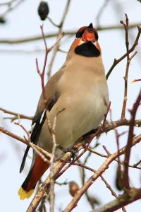 Songbird Feeding Habits Drucke: Waxwing eats rosehip