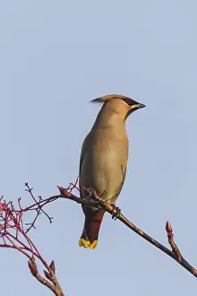 Deserted Mountainous Landscape Photo Drucke: Waxwing perching on a branch close up
