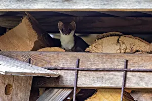 Fledermaus Drucke: Ein Fuchs sitzt zwischen gestapelten Holzstämmen in einem rustikalen Umfeld.
