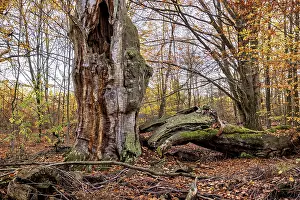 Weathered Tree Trunk Drucke: A weathered tree trunk next to a fallen tree in autumn forest