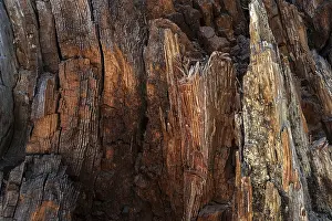 Weathered Tree Trunk Drucke: Weathered wood of a tree trunk