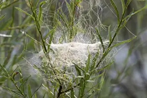 Southern Germany Exterior View Drucke: Web of Sheet Weaver (Linyphiidae) in willows