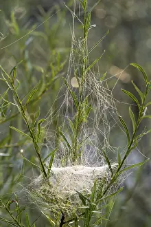 Drucke von Spinnennetz der Schleierweber (Linyphiidae) in Weiden, Isar, Oberbayern, Bayern, Deutschland Netzspinne Drucke: Spinne der Schirmweber (Linyphiidae) in Weiden