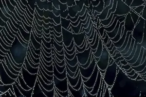 Drucke von Radspinne-Web-Rad-Spinne Weberknecht Drucke: Radspinne-Netzrad-Spinne