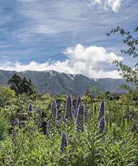 Spanish Mountain Range Drucke: Webb's Bugloss (Echium webbii)