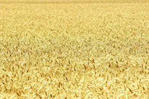 Grainfield Landscape Drucke: A Weed Field