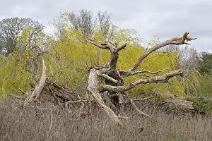 European Deciduous Trees Drucke: Weeping willow, dead tree, waterfront