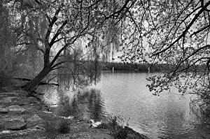 Southern Germany Countryside View Drucke: Weeping willow, lakeside landscape