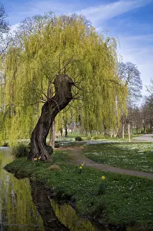 Rosensteinpark Germany Drucke: Weeping willow, Rosensteinpark